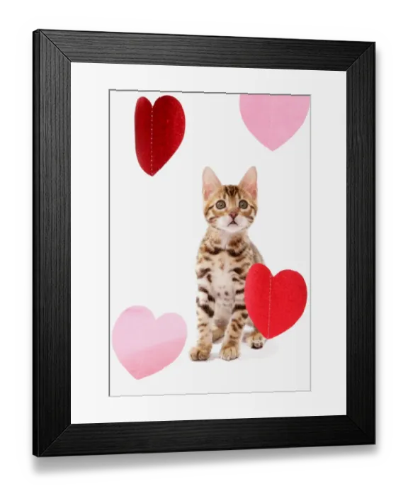 Framed Print : Domestic Cat, Bengal, kitten, sitting with heart foils