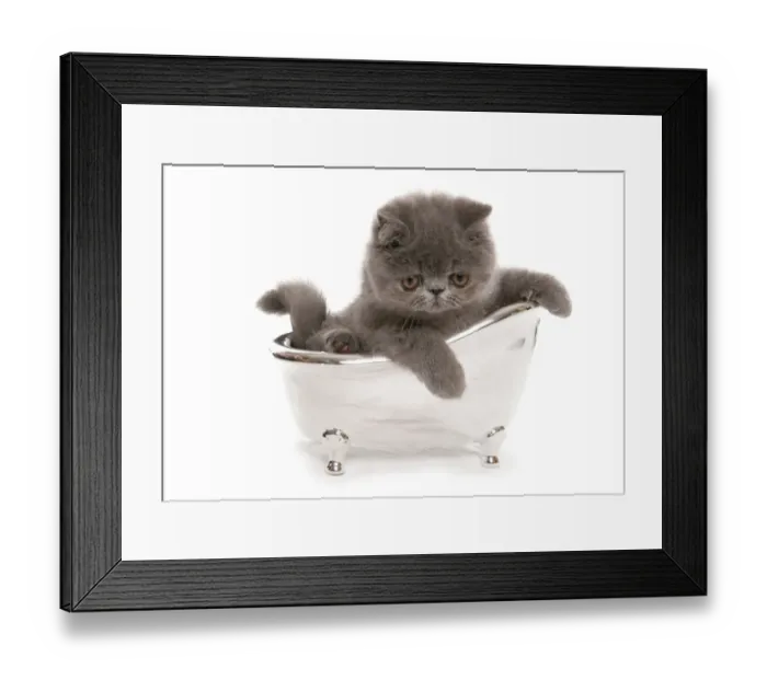 Framed Print : Domestic Cat, Exotic Shorthair, blue kitten, sitting in toy bath Framed Print : Domestic Cat, Exotic Shorthair, blue kitten, sitting in toy bath