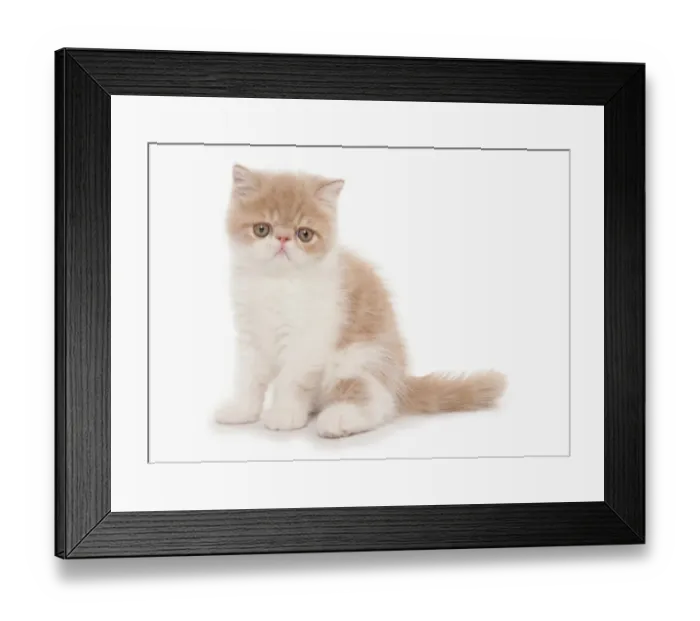 Framed Print : Domestic Cat, Exotic Shorthair, cream and white kitten, sitting Framed Print : Domestic Cat, Exotic Shorthair, cream and white kitten, sitting