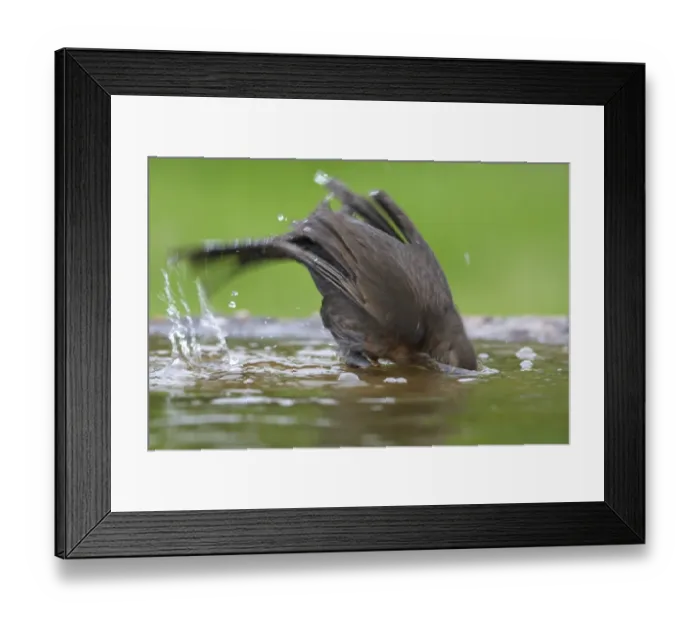 Framed Print : European Blackbird (Turdus merula) adult female, bathing in garden pond, Warwickshire, England, spring Framed Print : European Blackbird (Turdus merula) adult female, bathing in garden pond, Warwickshire, England, spring