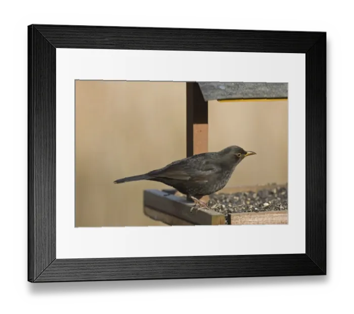Framed Print : European Blackbird (Turdus merula) adult male, feeding at birdtable, Sculthorpe Moor Nature Reserve, Wensum Valley