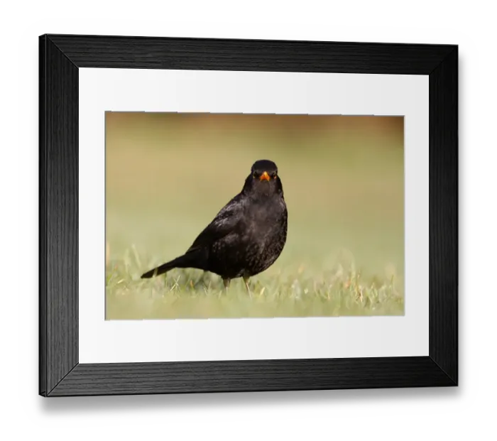 Framed Print : European Blackbird (Turdus merula) adult male, standing on short grass, Scotland, spring