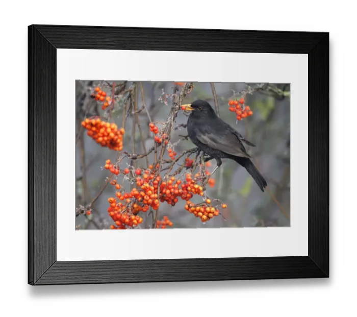 Framed Print : European Blackbird (Turdus merula) adult male, feeding on rowan berries, Midlands, England, december Framed Print : European Blackbird (Turdus merula) adult male, feeding on rowan berries, Midlands, England, december