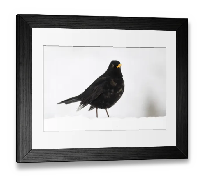 Framed Print : European Blackbird (Turdus merula) adult male, standing in snow, West Midlands, England, december