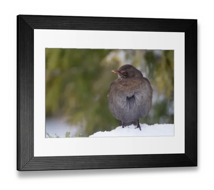 Framed Print : European Blackbird (Turdus merula) adult female, with feathers fluffed up, standing on snow in garden, Chirnside Framed Print : European Blackbird (Turdus merula) adult female, with feathers fluffed up, standing on snow in garden, Chirnside