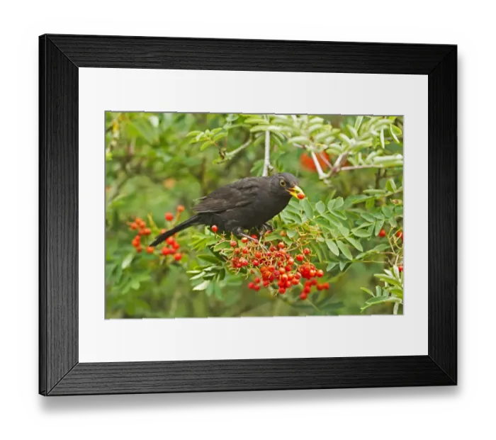 Framed Print : European Blackbird (Turdus merula) adult male, feeding on rowan berries in garden, Warwickshire, England, july Framed Print : European Blackbird (Turdus merula) adult male, feeding on rowan berries in garden, Warwickshire, England, july