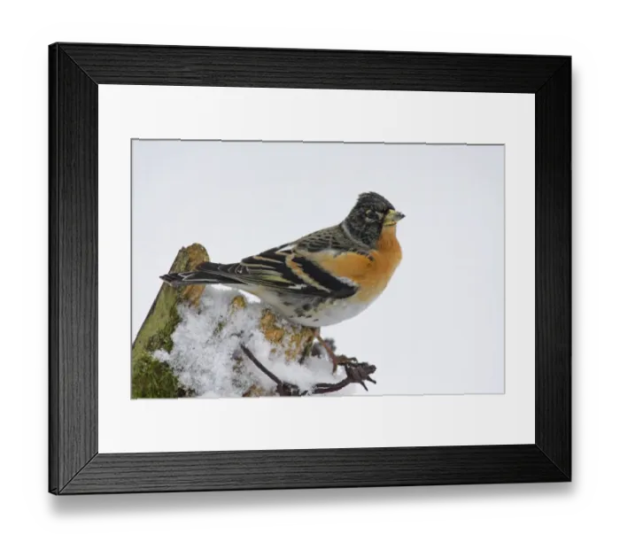 Framed Print : Brambling (Fringilla montifringilla) adult male, perched on snow covered fence post, in garden, Berwickshire, Scotland, winter Framed Print : Brambling (Fringilla montifringilla) adult male, perched on snow covered fence post, in garden, Berwickshire, Scotland, winter