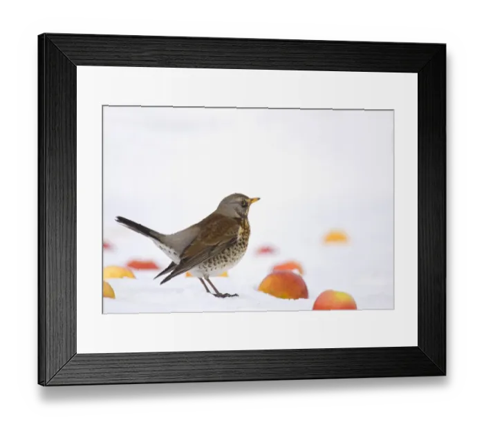 Framed Print : Fieldfare (Turdus pilaris) adult, displaying in snow, feeding on apples in urban garden, Derbyshire, England, february Framed Print : Fieldfare (Turdus pilaris) adult, displaying in snow, feeding on apples in urban garden, Derbyshire, England, february