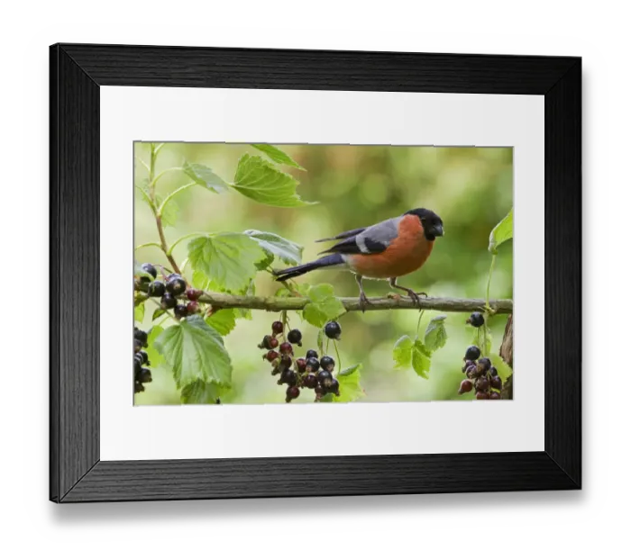 Framed Print : Eurasian Bullfinch (Pyrrhula pyrrhula) adult male, feeding on blackcurrants, England, july Framed Print : Eurasian Bullfinch (Pyrrhula pyrrhula) adult male, feeding on blackcurrants, England, july