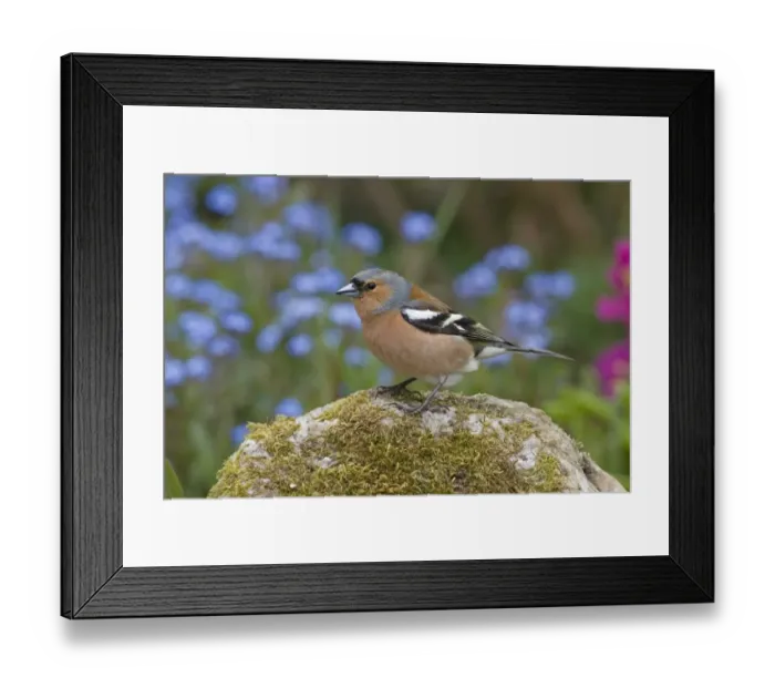 Framed Print : Chaffinch (Fringilla coelebs) adult male, perched on rock in garden, England, june