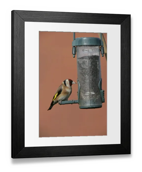 Framed Print : European Goldfinch (Carduelis carduelis) adult, feeding on seed at birdfeeder, West Midlands, England, winter Framed Print : European Goldfinch (Carduelis carduelis) adult, feeding on seed at birdfeeder, West Midlands, England, winter