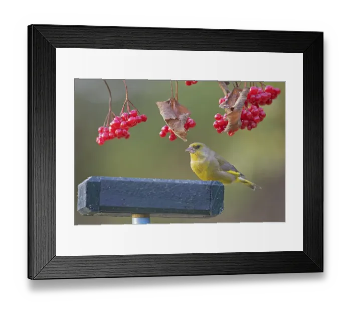 Framed Print : Greenfinch (Carduelis chloris) adult male, feeding on birdtable, beneath Guelder Rose (Viburnum opulus) berries, Warwickshire, England, autumn Framed Print : Greenfinch (Carduelis chloris) adult male, feeding on birdtable, beneath Guelder Rose (Viburnum opulus) berries, Warwickshire, England, autumn