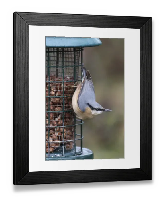 Framed Print : European Nuthatch (Sitta europaea) adult, feeding on peanuts from garden feeder, Leicestershire, England, january Framed Print : European Nuthatch (Sitta europaea) adult, feeding on peanuts from garden feeder, Leicestershire, England, january