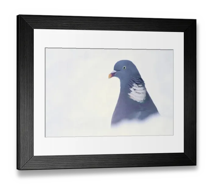 Framed Print : Wood Pigeon (Columba palumbus) adult, close-up of head, standing in snow covered garden, Chirnside, Berwickshire, Scotland, december Framed Print : Wood Pigeon (Columba palumbus) adult, close-up of head, standing in snow covered garden, Chirnside, Berwickshire, Scotland, december