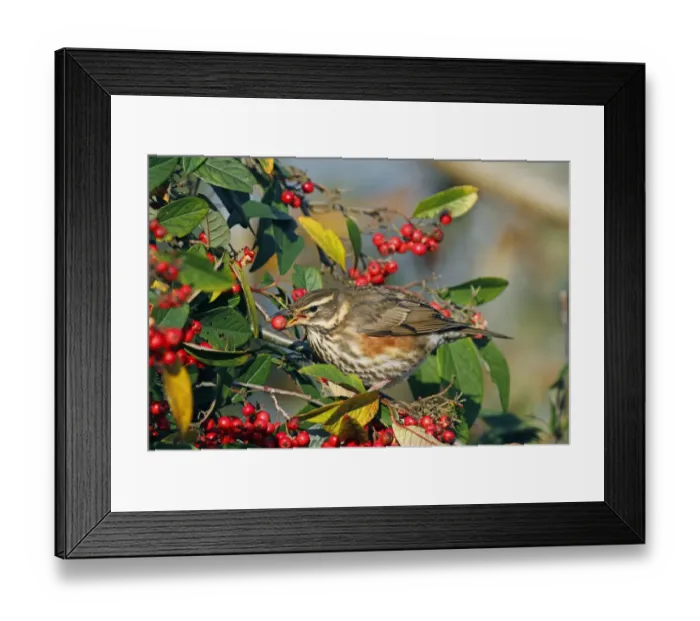Framed Print : Redwing (Turdus iliacus) adult, feeding on cotoneaster berry, Wakehurst, Ardingly, West Sussex, England, december Framed Print : Redwing (Turdus iliacus) adult, feeding on cotoneaster berry, Wakehurst, Ardingly, West Sussex, England, december