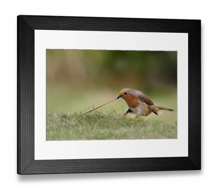Framed Print : European Robin (Erithacus rubecula) adult tugging earthworm, on garden lawn Framed Print : European Robin (Erithacus rubecula) adult tugging earthworm, on garden lawn
