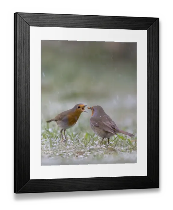 Framed Print : European Robin (Erithacus rubecula) adult pair, courtship feeding, on garden lawn in falling snow, Bentley, Suffolk Framed Print : European Robin (Erithacus rubecula) adult pair, courtship feeding, on garden lawn in falling snow, Bentley, Suffolk