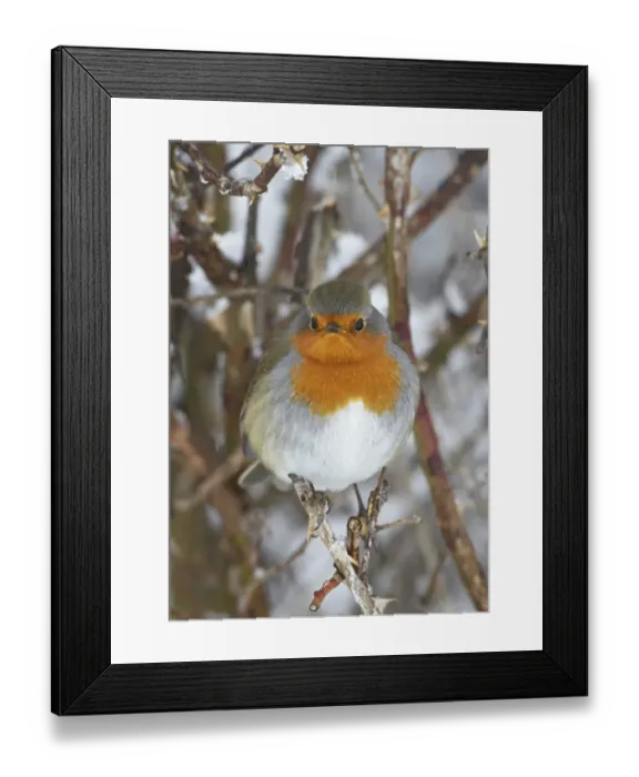 Framed Print : European Robin (Erithacus rubecula) adult, perched in snow covered hedge, Scotland, winter Framed Print : European Robin (Erithacus rubecula) adult, perched in snow covered hedge, Scotland, winter