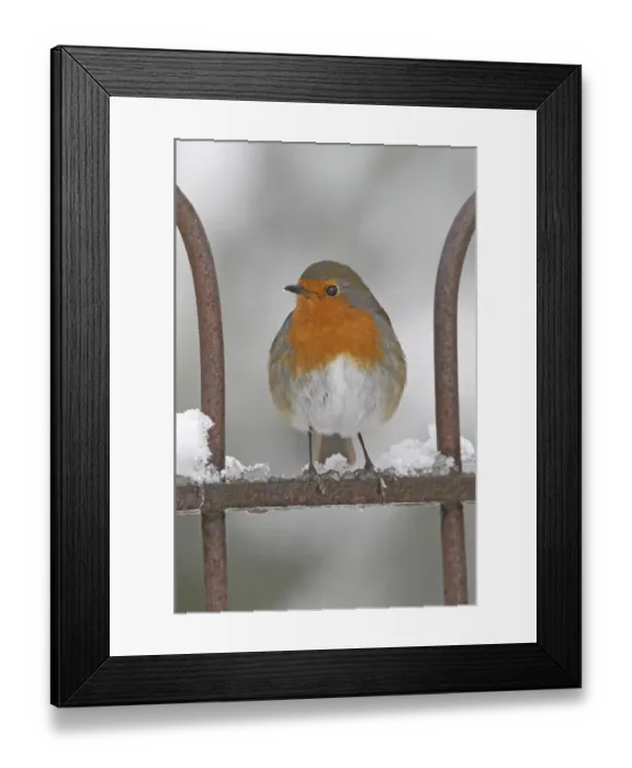 Framed Print : European Robin (Erithacus rubecula) adult, perched on snow covered garden gate, Scotland, winter Framed Print : European Robin (Erithacus rubecula) adult, perched on snow covered garden gate, Scotland, winter