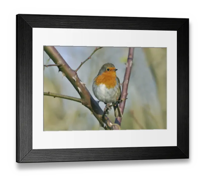 Framed Print : European Robin (Erithacus rubecula) adult, perched on rose bush in garden, West Sussex, England, january Framed Print : European Robin (Erithacus rubecula) adult, perched on rose bush in garden, West Sussex, England, january