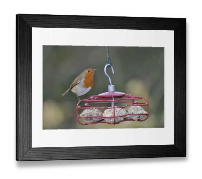 Framed Print : European Robin (Erithacus rubecula) adult, perched on fat ball feeder in garden, West Sussex, England, february Framed Print : European Robin (Erithacus rubecula) adult, perched on fat ball feeder in garden, West Sussex, England, february