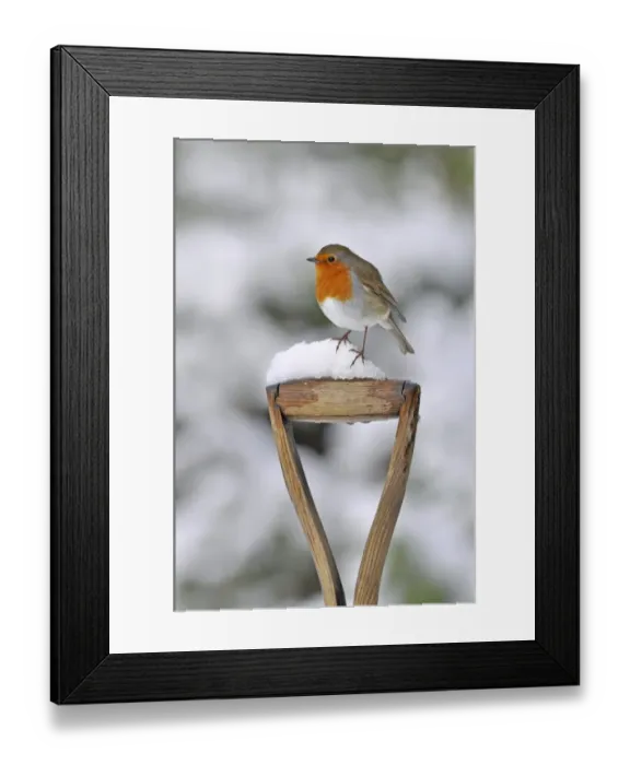 Framed Print : European Robin (Erithacus rubecula) adult, perched on snow covered garden spade handle, West Sussex, England, february Framed Print : European Robin (Erithacus rubecula) adult, perched on snow covered garden spade handle, West Sussex, England, february