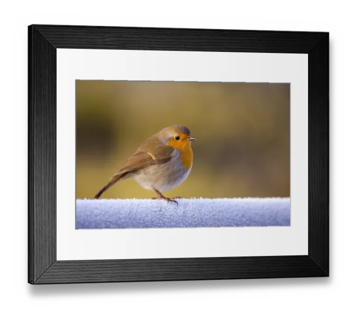 Framed Print : European Robin (Erithacus rubecula) adult, perched on frost covered gate, Dumfries and Galloway, Scotland, december Framed Print : European Robin (Erithacus rubecula) adult, perched on frost covered gate, Dumfries and Galloway, Scotland, december