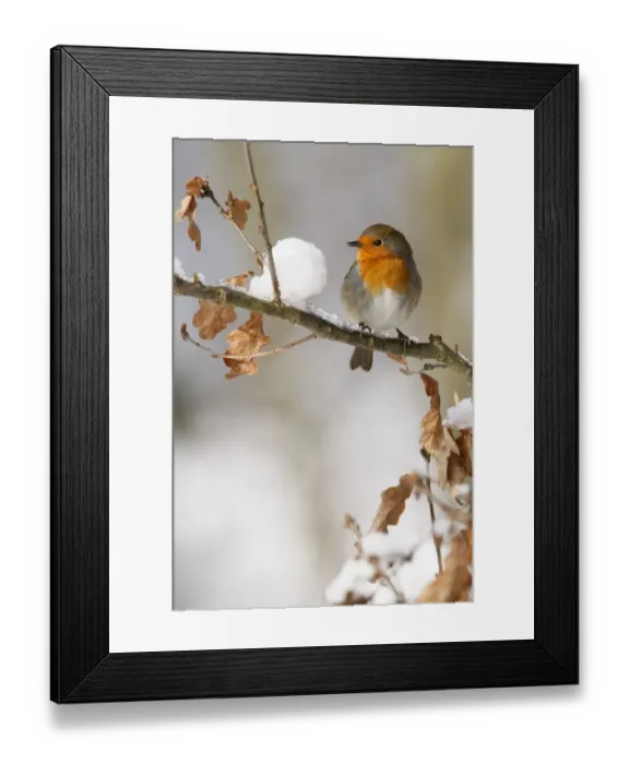 Framed Print : European Robin (Erithacus rubecula) adult, perched on snow covered oak branch, South Yorkshire, England, winter