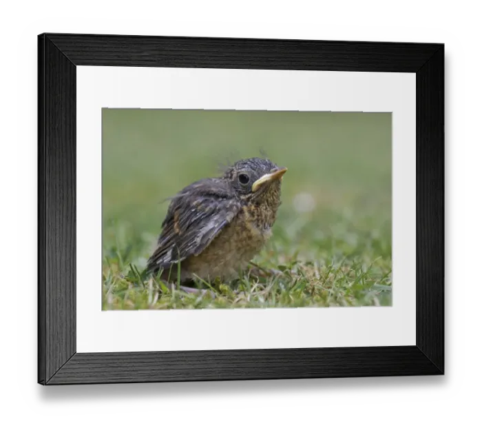 Framed Print : European Robin (Erithacus rubecula) fledgling, sitting on garden lawn, Leicestershire, England, june Framed Print : European Robin (Erithacus rubecula) fledgling, sitting on garden lawn, Leicestershire, England, june