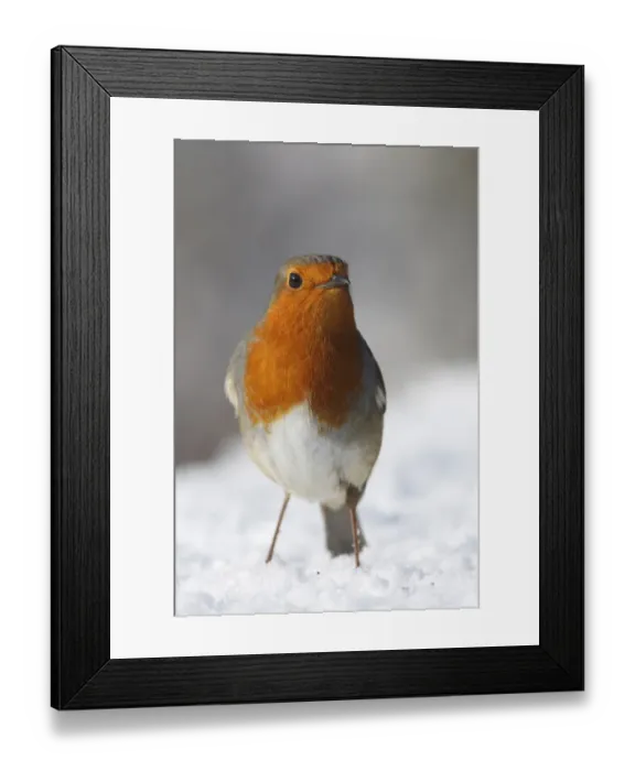 Framed Print : European Robin (Erithacus rubecula) adult, standing on snow, Hertfordshire, England, february Framed Print : European Robin (Erithacus rubecula) adult, standing on snow, Hertfordshire, England, february