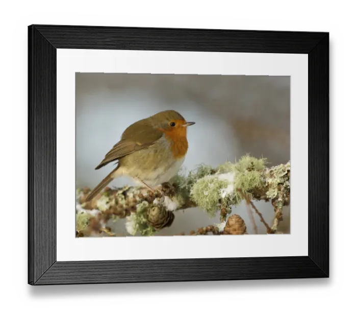Framed Print : European Robin (Erithacus rubecula) adult, perched in snow covered larch tree, Dumfries and Galloway, Scotland, winter Framed Print : European Robin (Erithacus rubecula) adult, perched in snow covered larch tree, Dumfries and Galloway, Scotland, winter