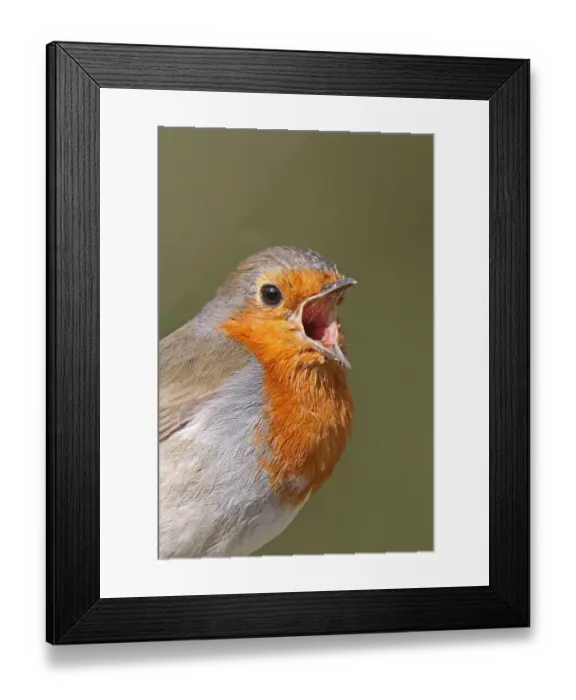 Framed Print : European Robin (Erithacus rubecula) adult, singing, close-up of head, West Sussex, England, april Framed Print : European Robin (Erithacus rubecula) adult, singing, close-up of head, West Sussex, England, april