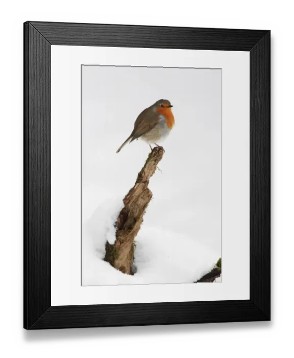 Framed Print : European Robin (Erithacus rubecula) adult, perched on stump in snow, North Downs, Kent, England, january Framed Print : European Robin (Erithacus rubecula) adult, perched on stump in snow, North Downs, Kent, England, january