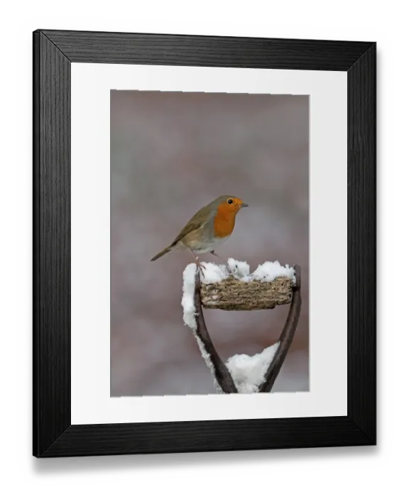 Framed Print : European Robin (Erithacus rubecula) adult, perched on snow covered tool handle, England, february Framed Print : European Robin (Erithacus rubecula) adult, perched on snow covered tool handle, England, february