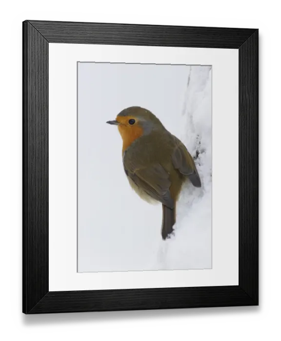 Framed Print : European Robin (Erithacus rubecula) adult, perched on tree trunk in heavy snow, Yorkshire, England, december