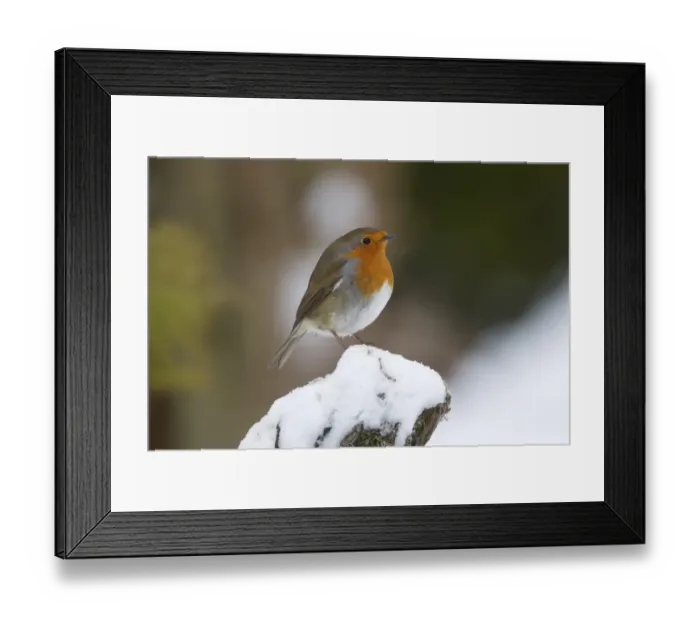 Framed Print : European Robin (Erithacus rubecula) adult, standing on snow covered post in garden, Chirnside, Berwickshire, Scottish Borders, Scotland, december Framed Print : European Robin (Erithacus rubecula) adult, standing on snow covered post in garden, Chirnside, Berwickshire, Scottish Borders, Scotland, december