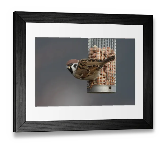 Framed Print : Eurasian Tree Sparrow (Passer montanus) adult, feeding on peanuts from feeder in garden, Leicestershire, England, january Framed Print : Eurasian Tree Sparrow (Passer montanus) adult, feeding on peanuts from feeder in garden, Leicestershire, England, january