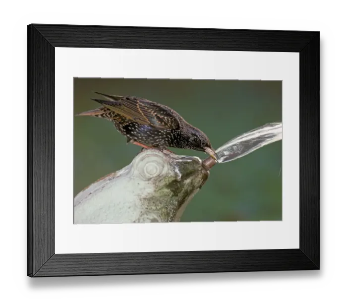Framed Print : Common Starling (Sturnus vulgaris) adult, drinking from garden fountain, England Framed Print : Common Starling (Sturnus vulgaris) adult, drinking from garden fountain, England