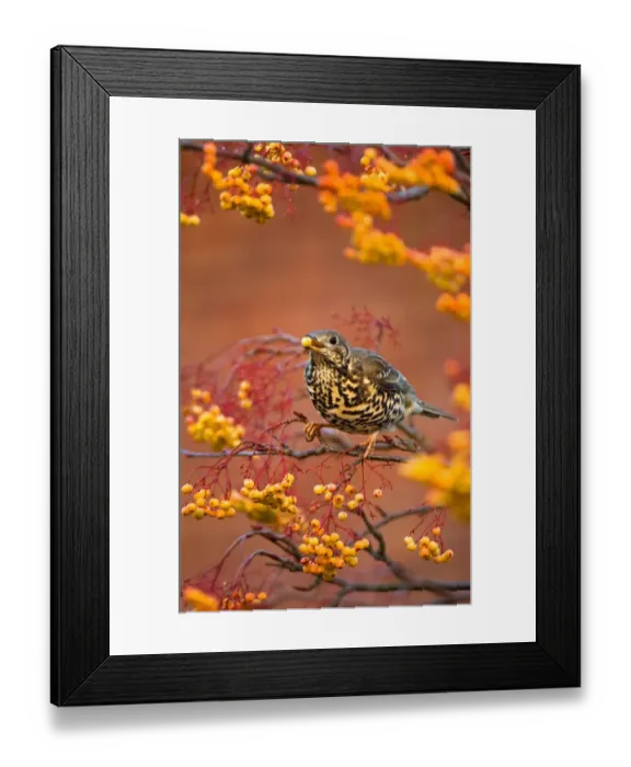 Framed Print : Mistle Thrush (Turdus viscivorus) adult, feeding on Rowan variety berries, Nottinghamshire, England, january Framed Print : Mistle Thrush (Turdus viscivorus) adult, feeding on Rowan variety berries, Nottinghamshire, England, january