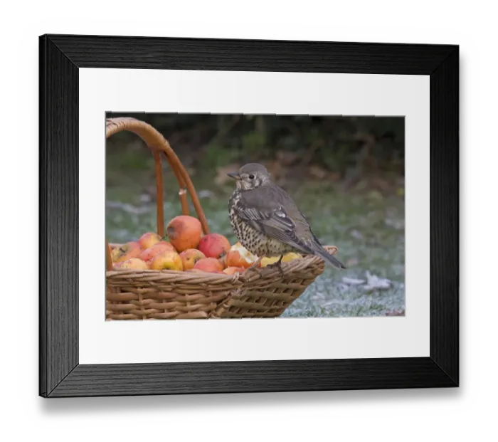 Framed Print : Mistle Thrush (Turdus viscivorus) adult, feeding on apples from basket, in garden, England, november Framed Print : Mistle Thrush (Turdus viscivorus) adult, feeding on apples from basket, in garden, England, november