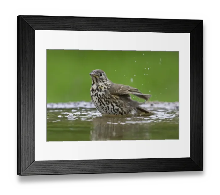 Framed Print : Song Thrush (Turdus philomelos) adult, bathing in garden pond, Warwickshire, England, spring Framed Print : Song Thrush (Turdus philomelos) adult, bathing in garden pond, Warwickshire, England, spring