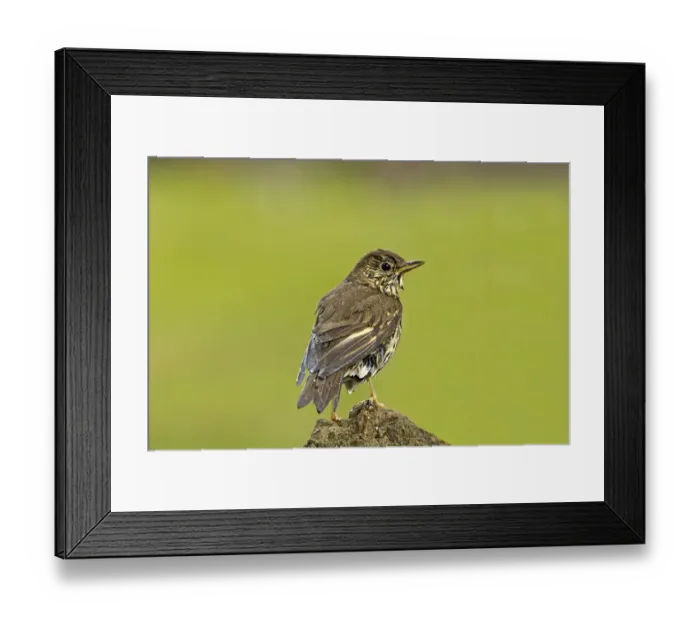 Framed Print : Song Thrush (Turdus philomelos) adult, with wet plumage after bathing in garden pond, Warwickshire, England, june Framed Print : Song Thrush (Turdus philomelos) adult, with wet plumage after bathing in garden pond, Warwickshire, England, june