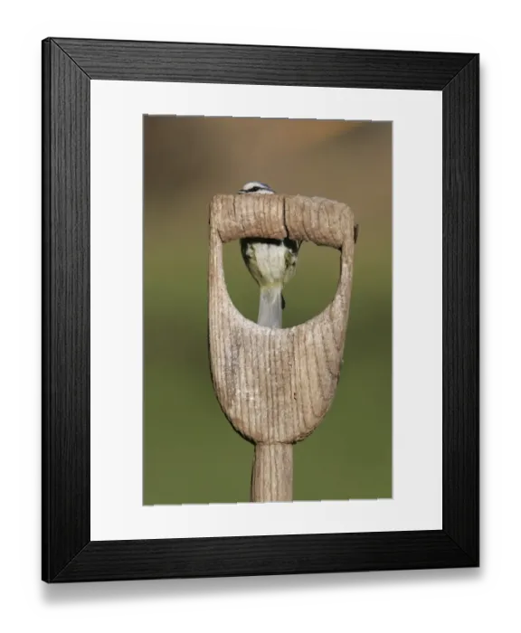 Framed Print : Blue Tit (Parus caeruleus) adult hidden behind spade handle, South Yorkshire, England Framed Print : Blue Tit (Parus caeruleus) adult hidden behind spade handle, South Yorkshire, England