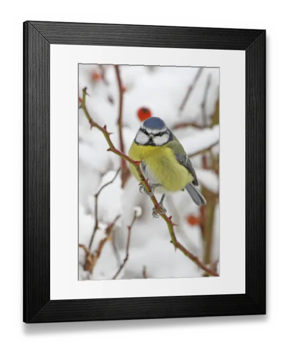 Framed Print : Blue Tit (Parus caeruleus) adult, perched on wild rose with hips, in snow covered garden hedge, Scotland, winter Framed Print : Blue Tit (Parus caeruleus) adult, perched on wild rose with hips, in snow covered garden hedge, Scotland, winter
