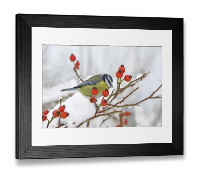 Framed Print : Blue Tit (Parus caeruleus) adult, drinking from snow, perched on wild rose with hips, in snow covered garden hedge Framed Print : Blue Tit (Parus caeruleus) adult, drinking from snow, perched on wild rose with hips, in snow covered garden hedge
