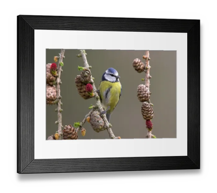 Framed Print : Blue Tit (Parus caeruleus) adult, perched on larch twig with flowers and cones, in garden, Berwickshire, Scotland, spring