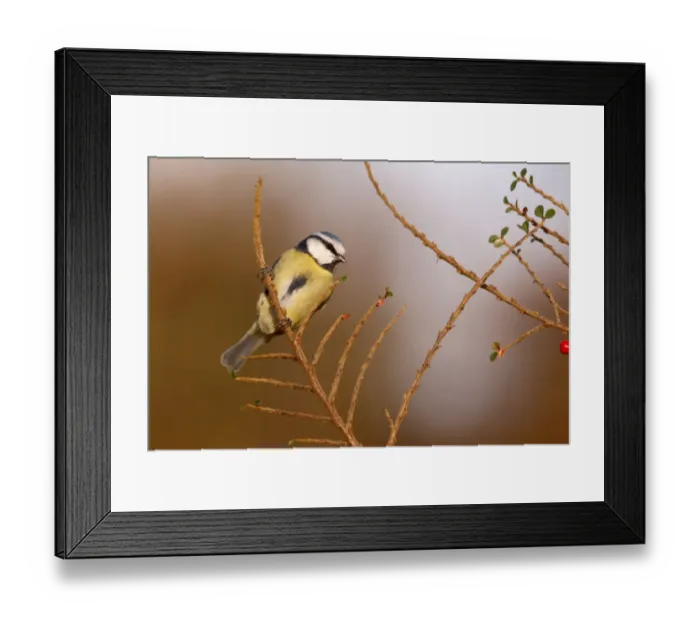 Framed Print : Blue Tit (Parus caeruleus) adult, perched on cotoneaster in garden, Midlands, England, december Framed Print : Blue Tit (Parus caeruleus) adult, perched on cotoneaster in garden, Midlands, England, december