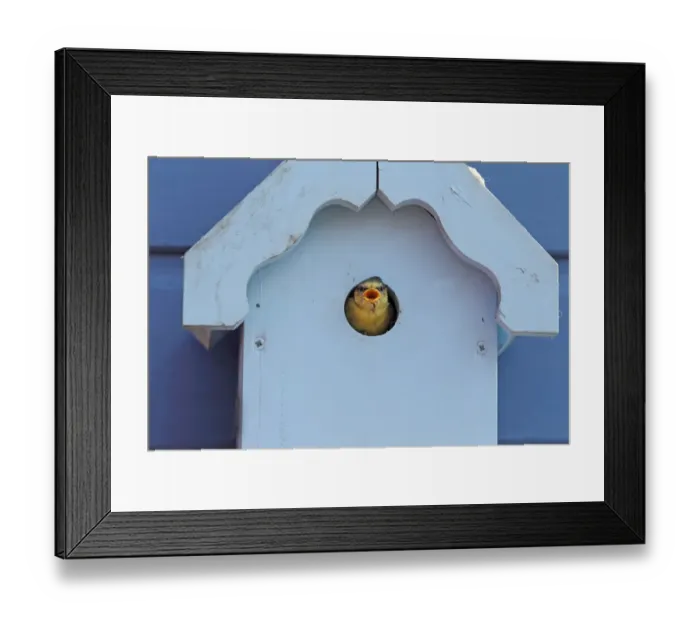 Framed Print : Blue Tit (Parus caeruleus) chick, calling for food at nestbox entrance on garden shed, Essex, England, may