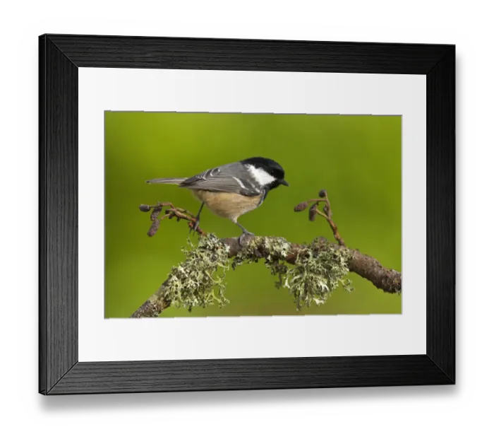 Framed Print : Coal Tit (Parus ater) adult, perched on lichen covered twig, in garden, Berwickshire, Scotland, spring Framed Print : Coal Tit (Parus ater) adult, perched on lichen covered twig, in garden, Berwickshire, Scotland, spring