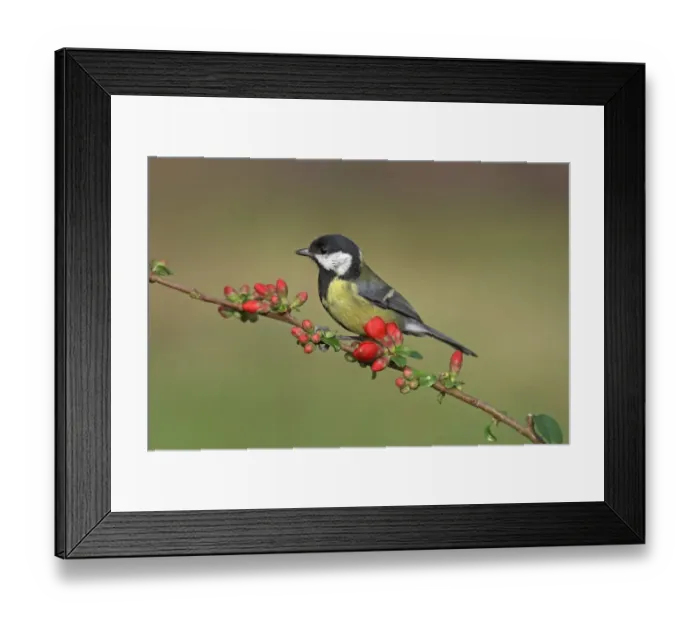Framed Print : Great Tit (Parus major) adult, perched on Japanese Quince (Chaenomeles japonica) with flowerbuds, Leicestershire Framed Print : Great Tit (Parus major) adult, perched on Japanese Quince (Chaenomeles japonica) with flowerbuds, Leicestershire